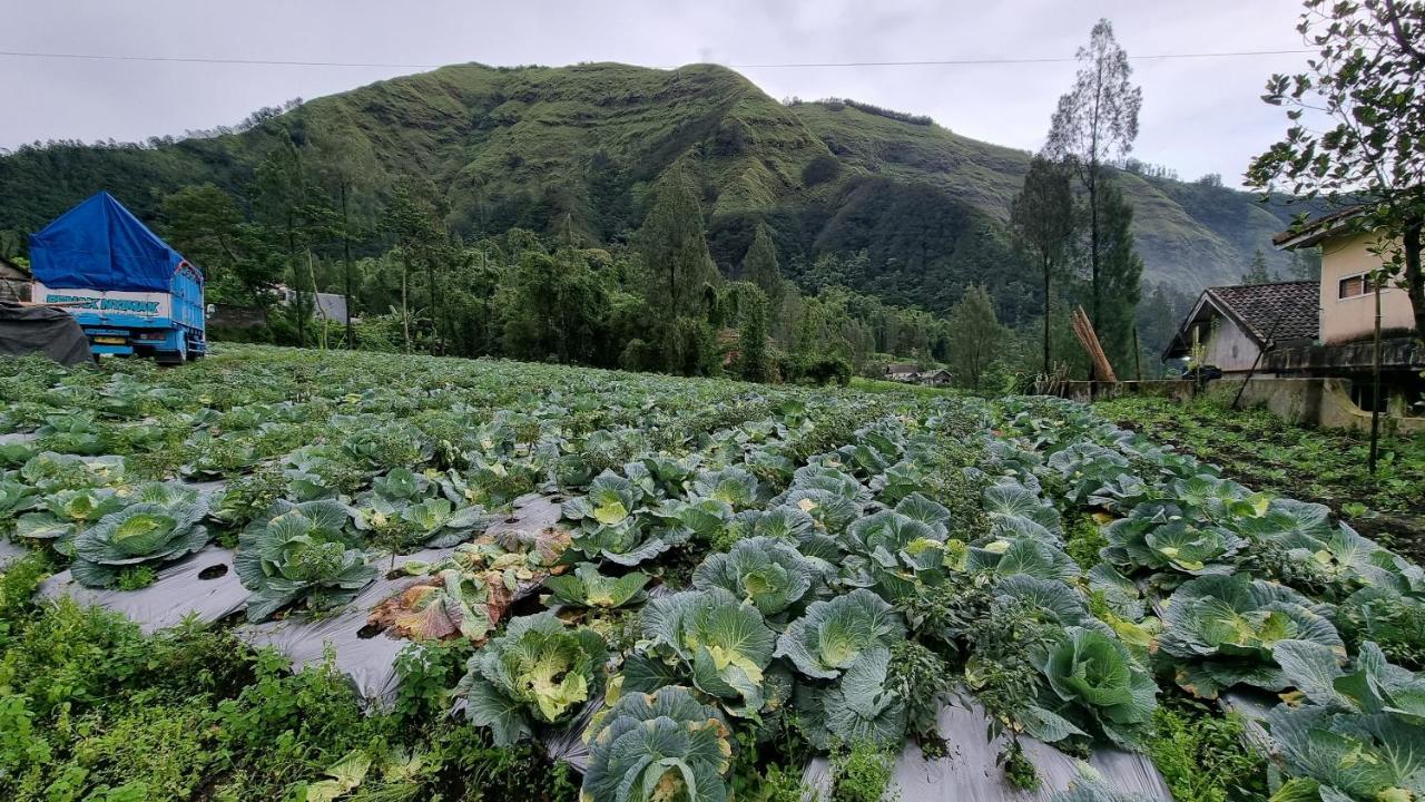 Arum Bromo Villas Ngadisari Exteriör bild